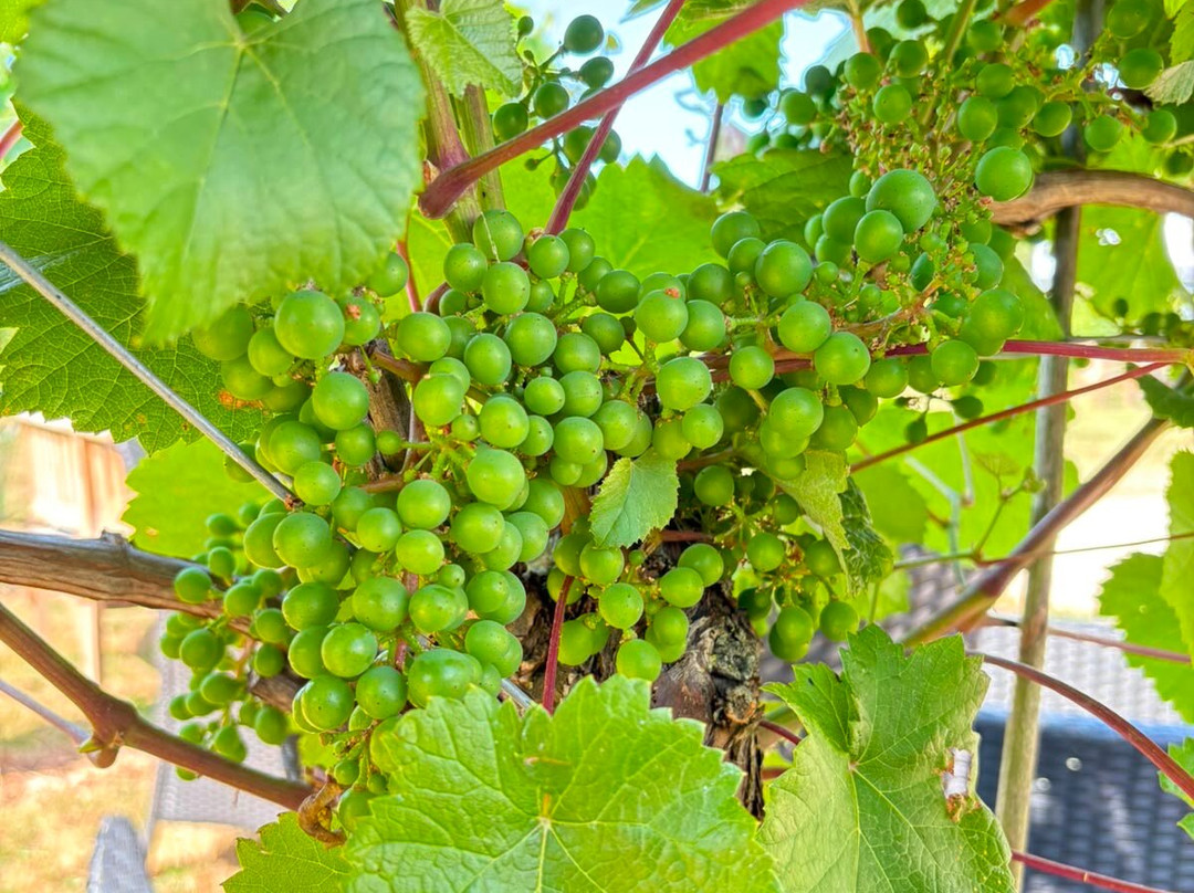 Yorkshire Heart Vineyard-约克必去景点