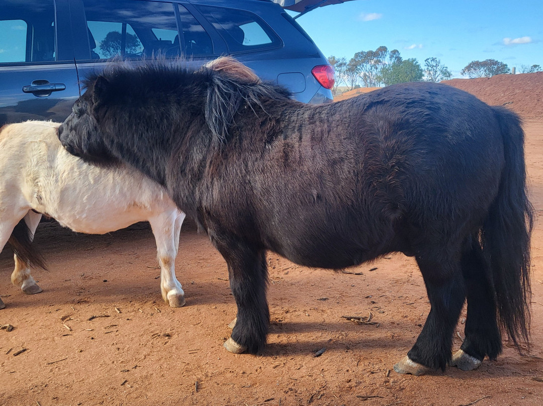 Silverton Outback Camels-Silverton必去景点