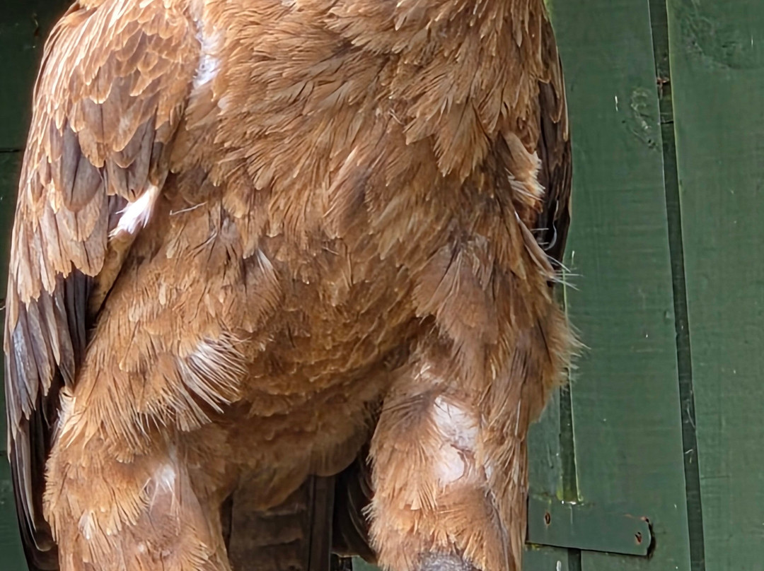 Dalhousie Castle Falconry-邦尼里格必去景点