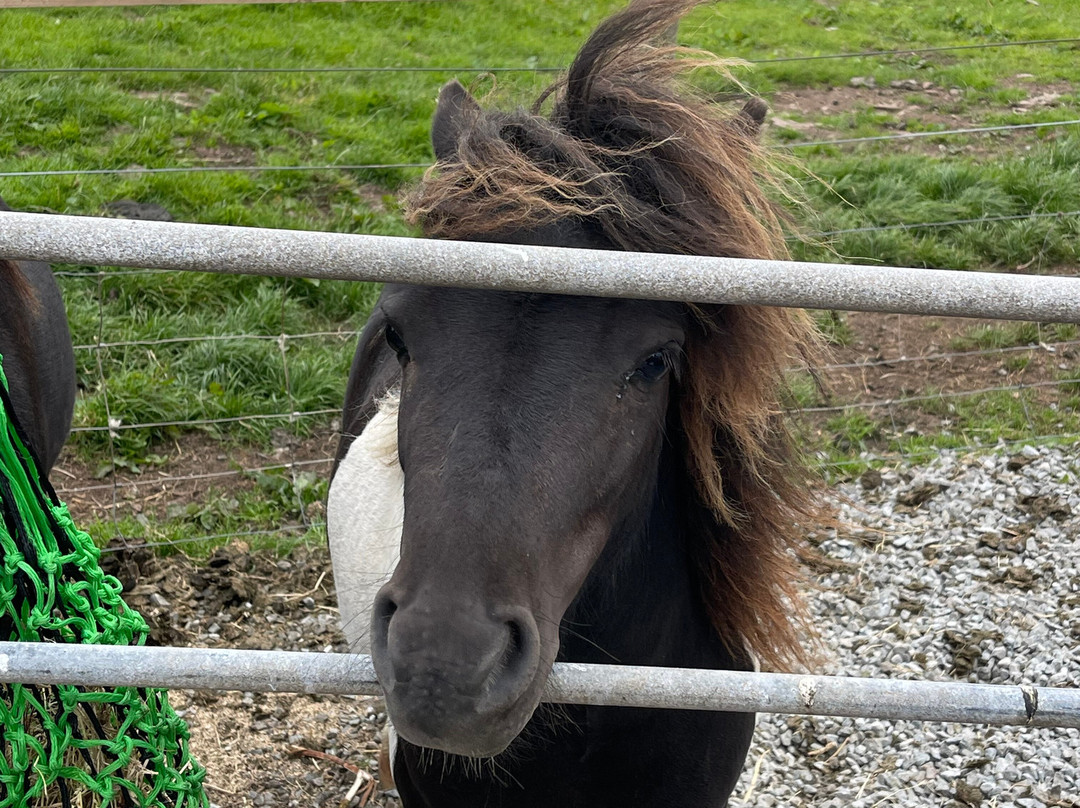 Sunshine Shetland oo croft-Lerwick必去景点