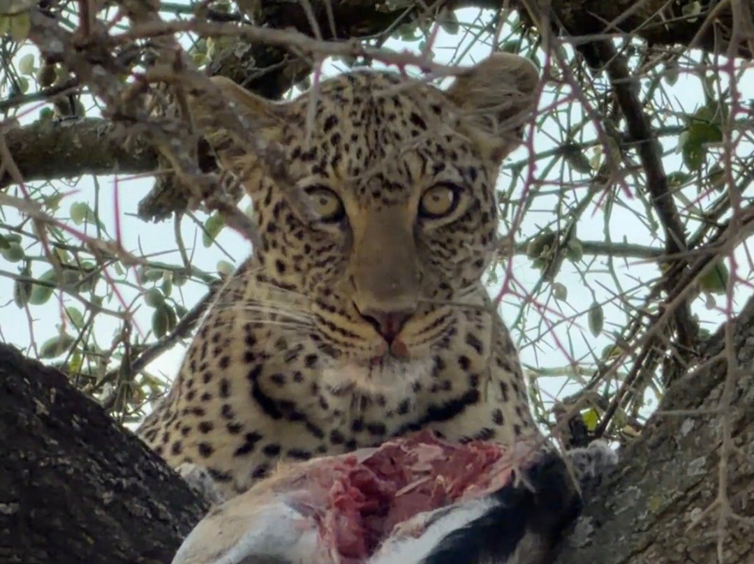 BADGER ADVENTURES TOURS & SAFARI-Arusha Chini必去景点