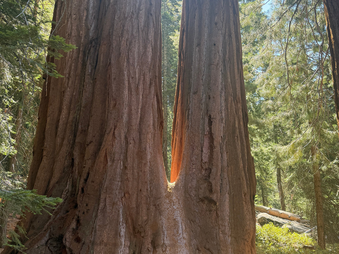 Sequoia National Park-维塞利亚必去景点