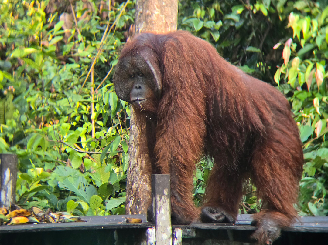 Orangutan Houseboat Tour-Kumai必去景点