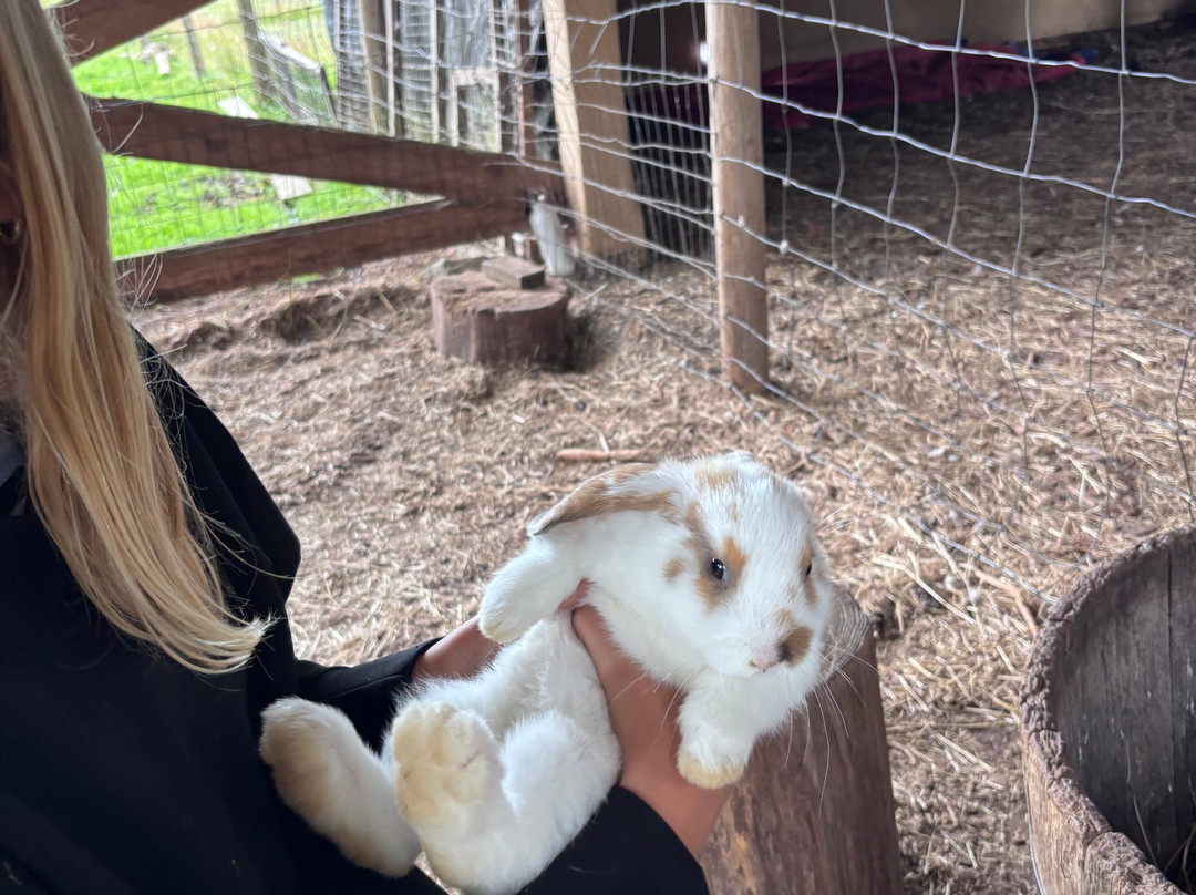 Holly Hill Petting Farm-坎贝尔里弗必去景点