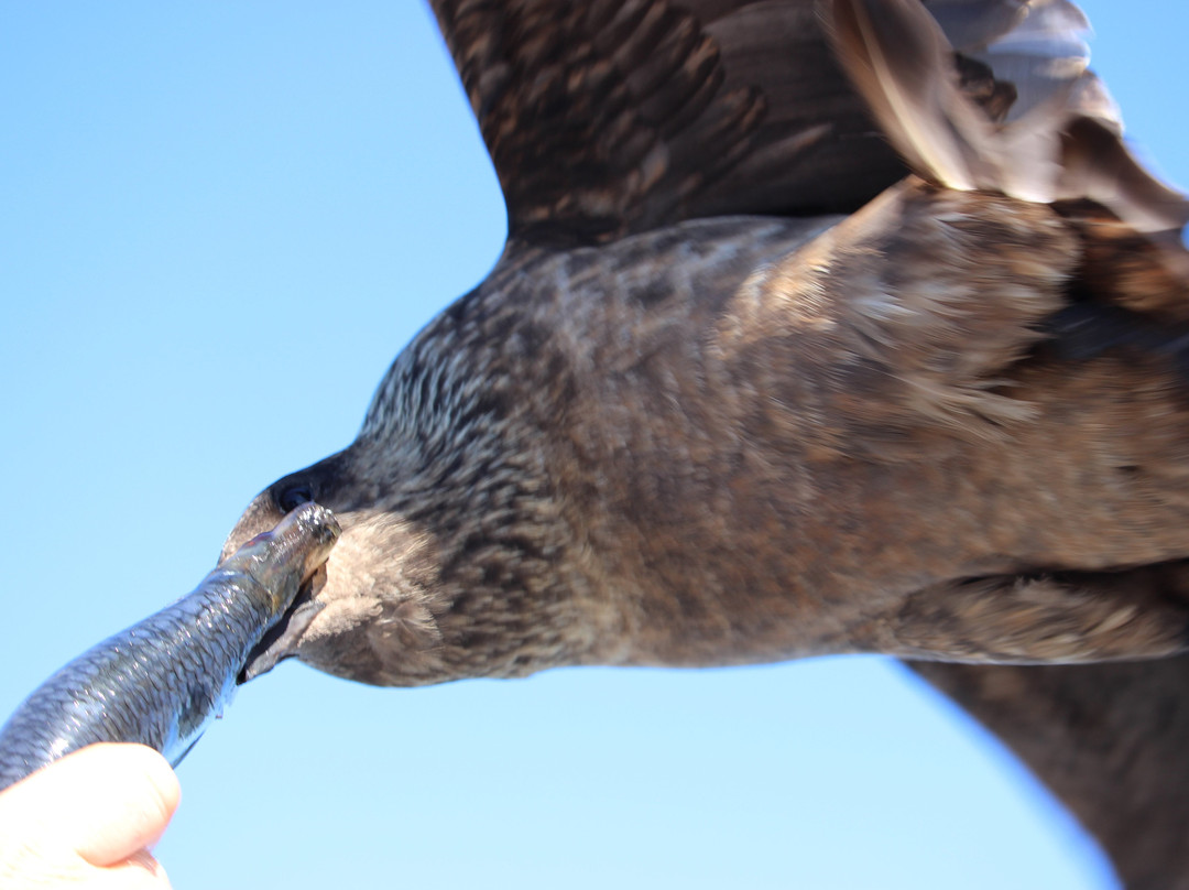 Shetland Seabird Tours - The Noss Boat-Lerwick必去景点