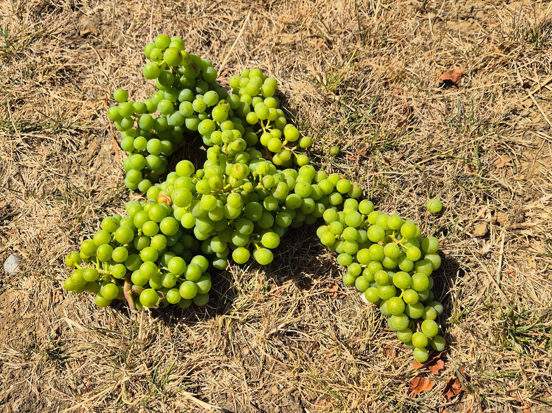Missing Gate Vineyard-Woodham Ferrers必去景点