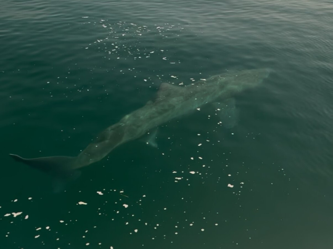 Shark Shark Tuna Fishing Charters-South Yarmouth必去景点