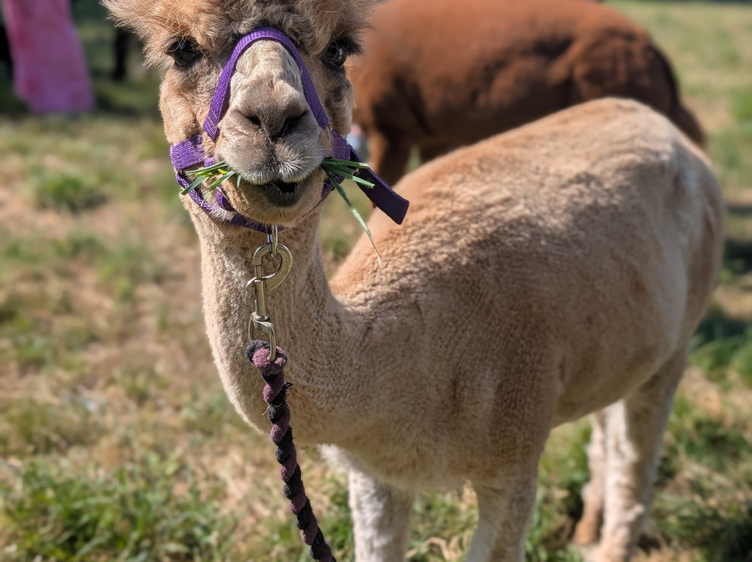 Bell Farm Alpacas-Pensford必去景点