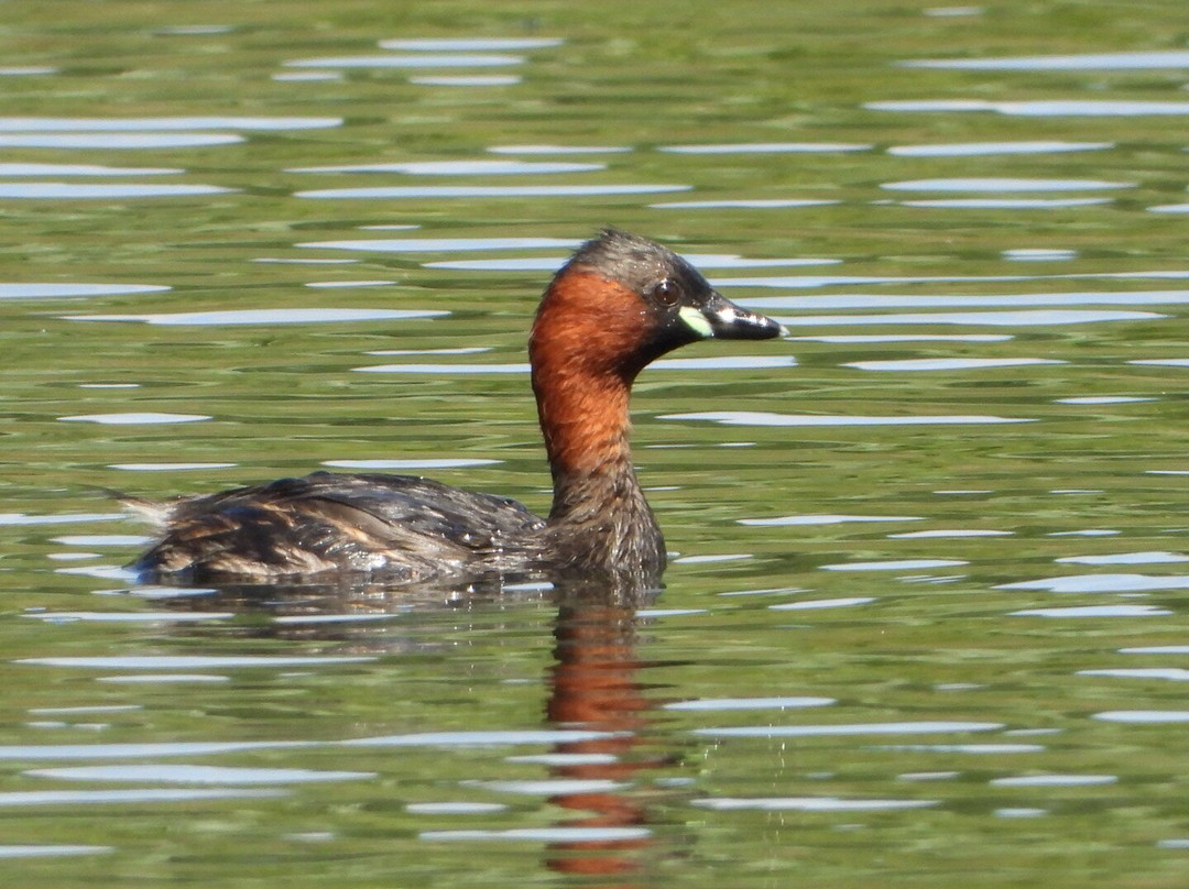 Tophill Low Nature Reserve-Driffield必去景点