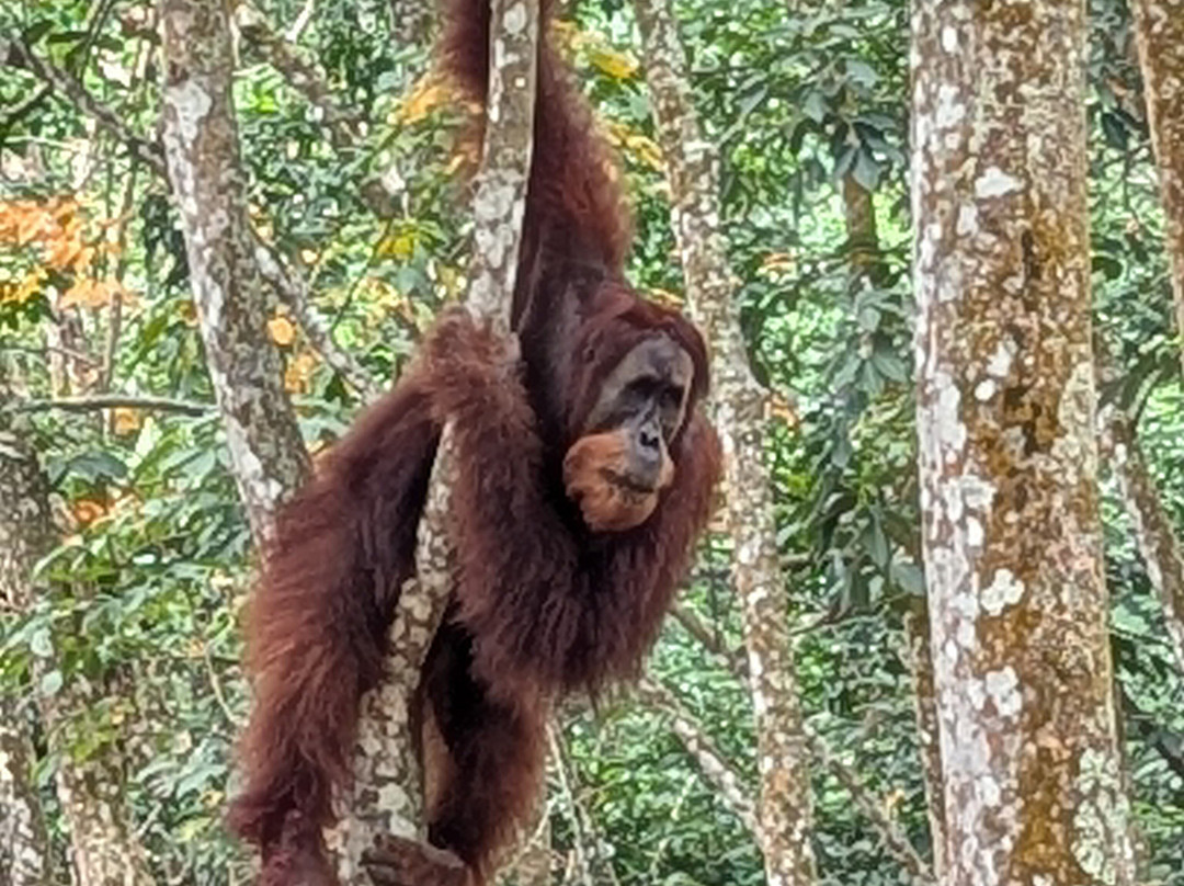 Wild Sumatra Adventure-Bohorok必去景点