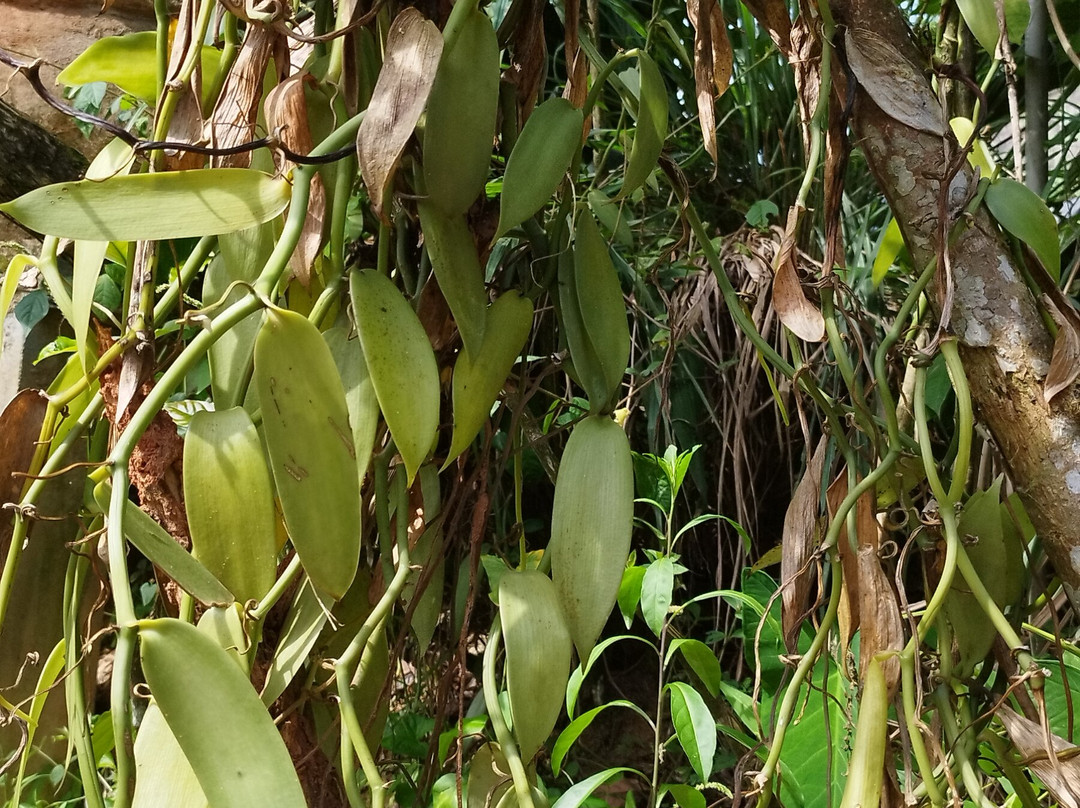 Kandy Spice Walk-康提必去景点