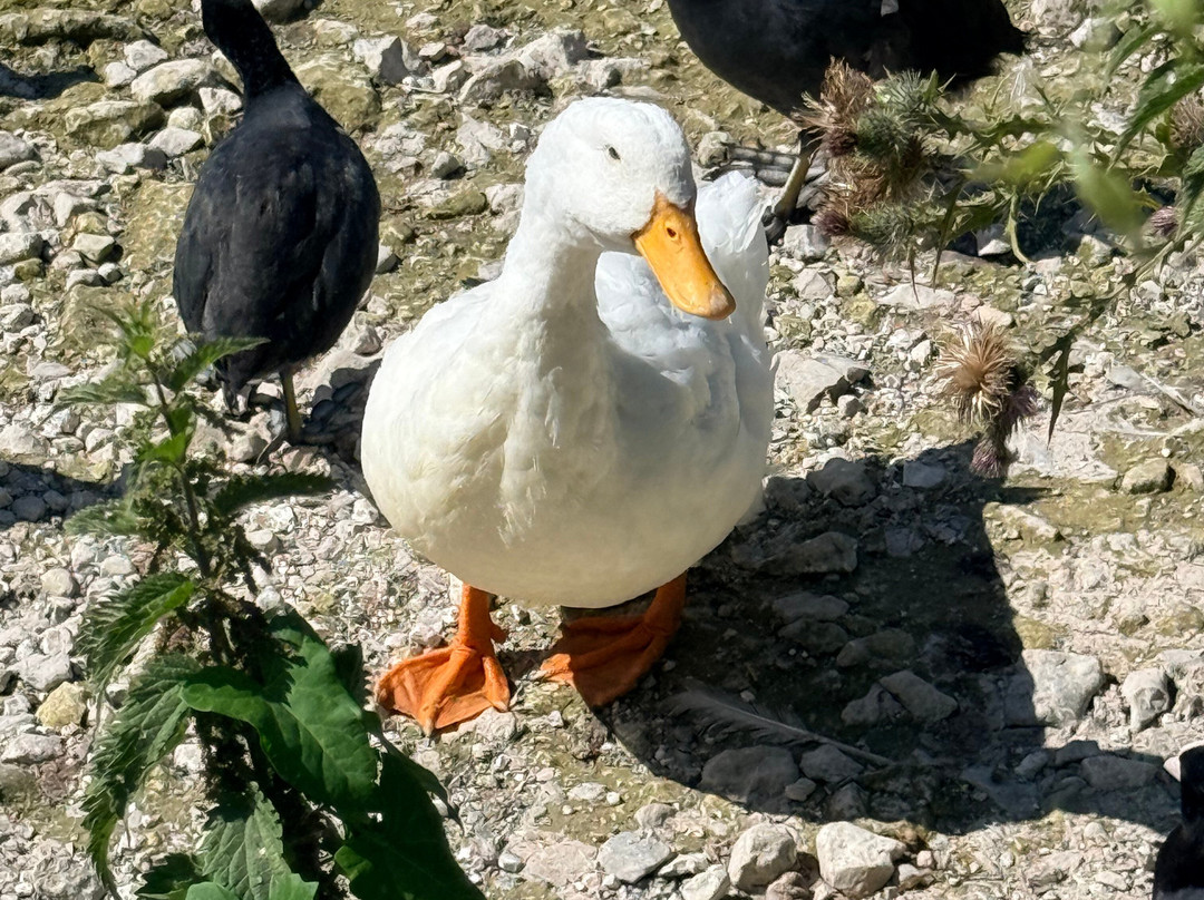 Swanbourne Lake-阿伦德尔必去景点