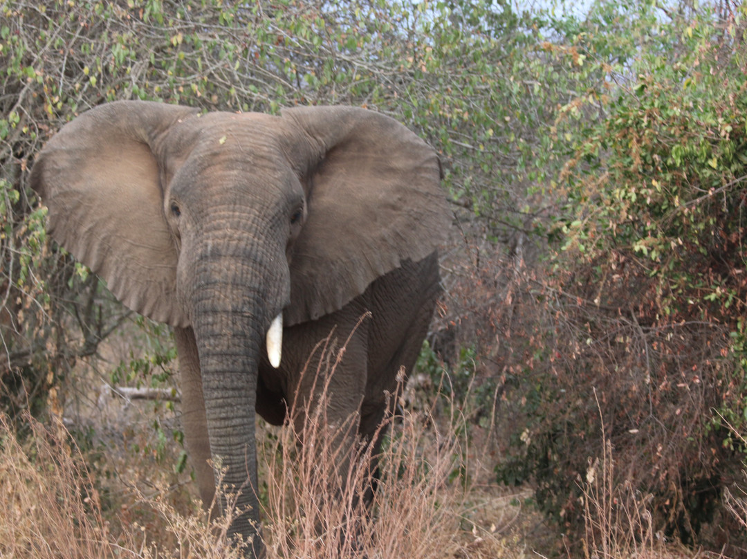 Devine African Safaris-吉佳利必去景点