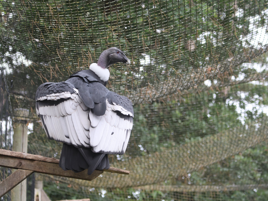 Welsh Mountain Zoo-科尔温湾必去景点