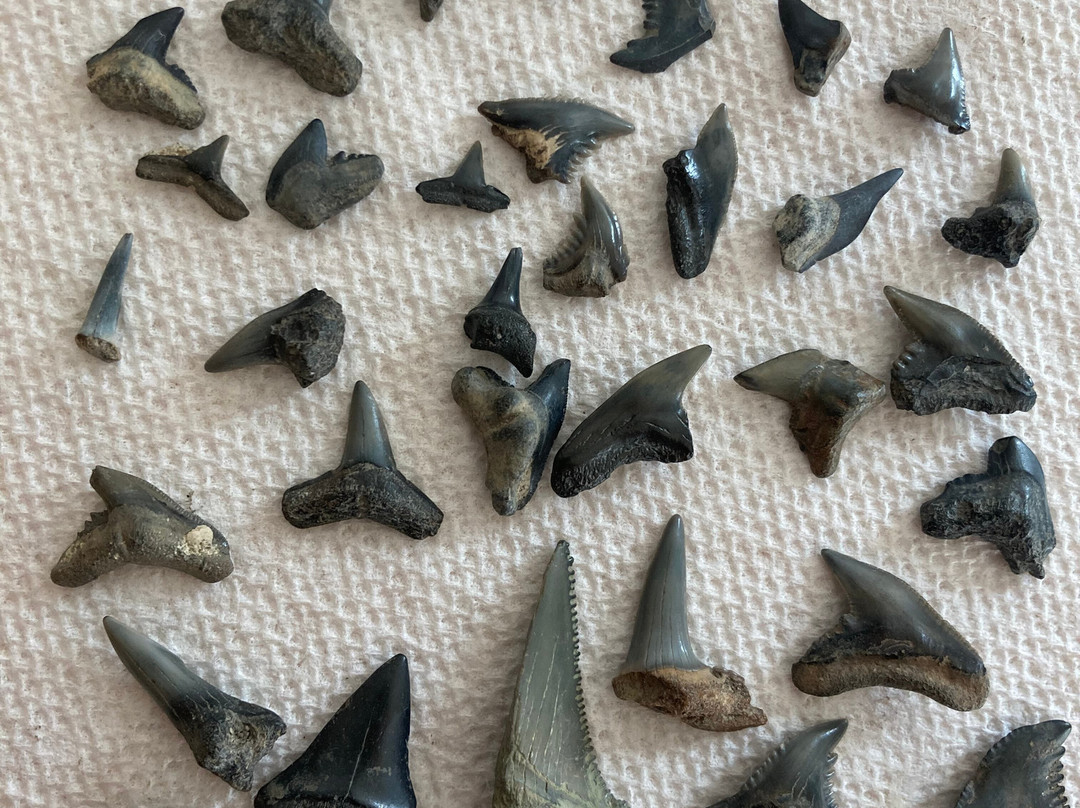 Charleston Fossil Adventures-查尔斯顿必去景点