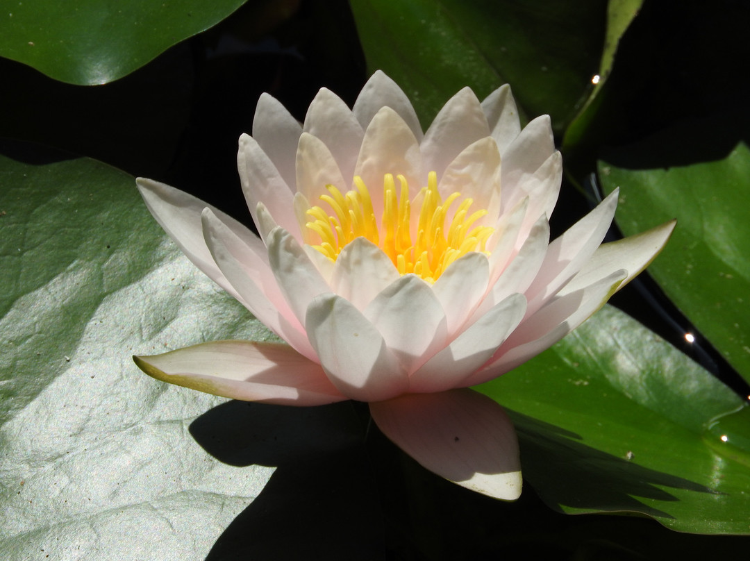 Orto Botanico-巴勒莫必去景点