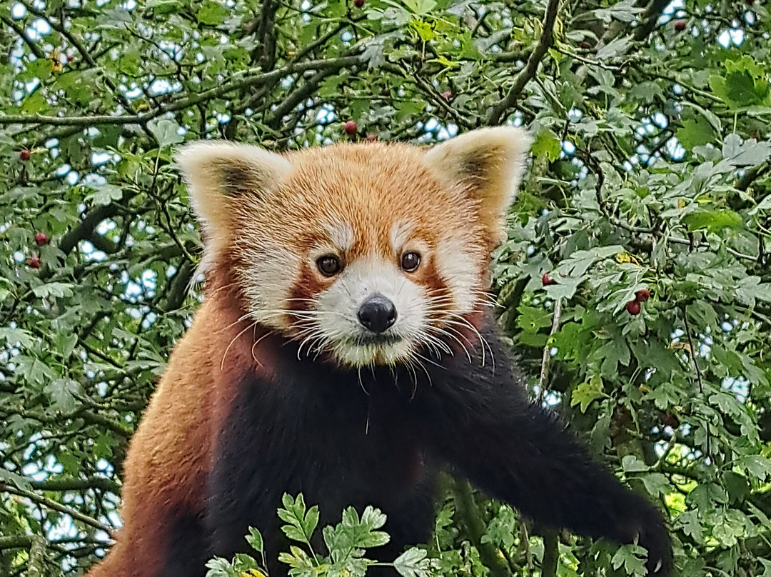 Peak Wildlife Park-Winkhill必去景点