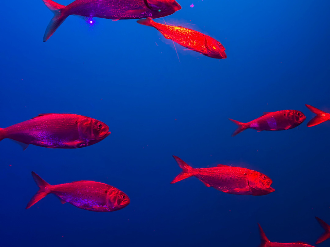 莱利大烟山水族馆-盖林柏格必去景点