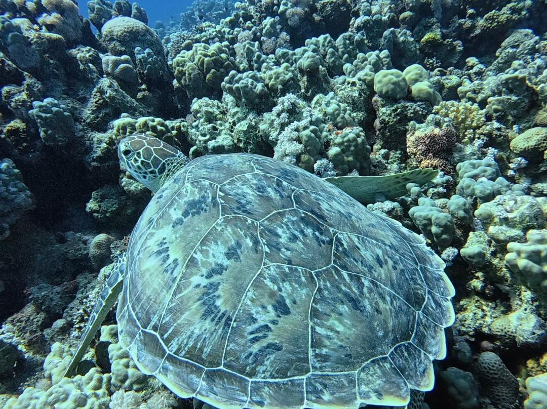 Red Sea Horse Diving-Hurghada 1必去景点
