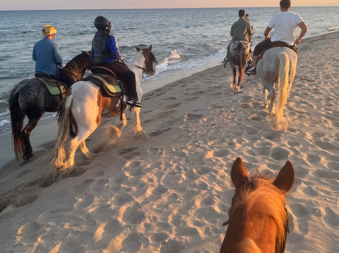 Family Horses 373-5361953-Marina di Ginosa必去景点