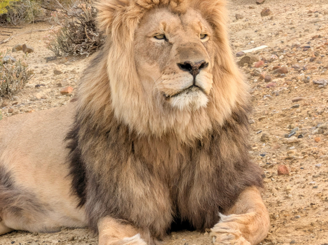 Inverdoorn Private Game Reserve-开普敦中心区必去景点