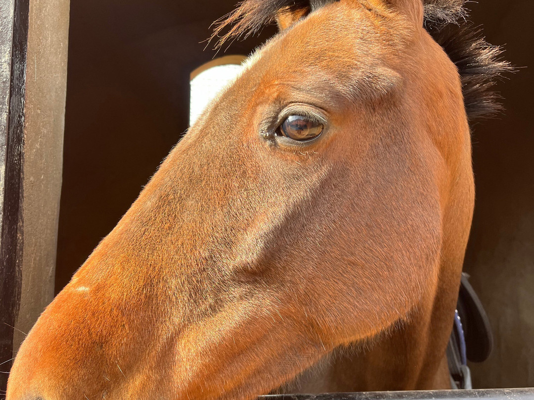 Cairo Horse Riding School-吉萨必去景点