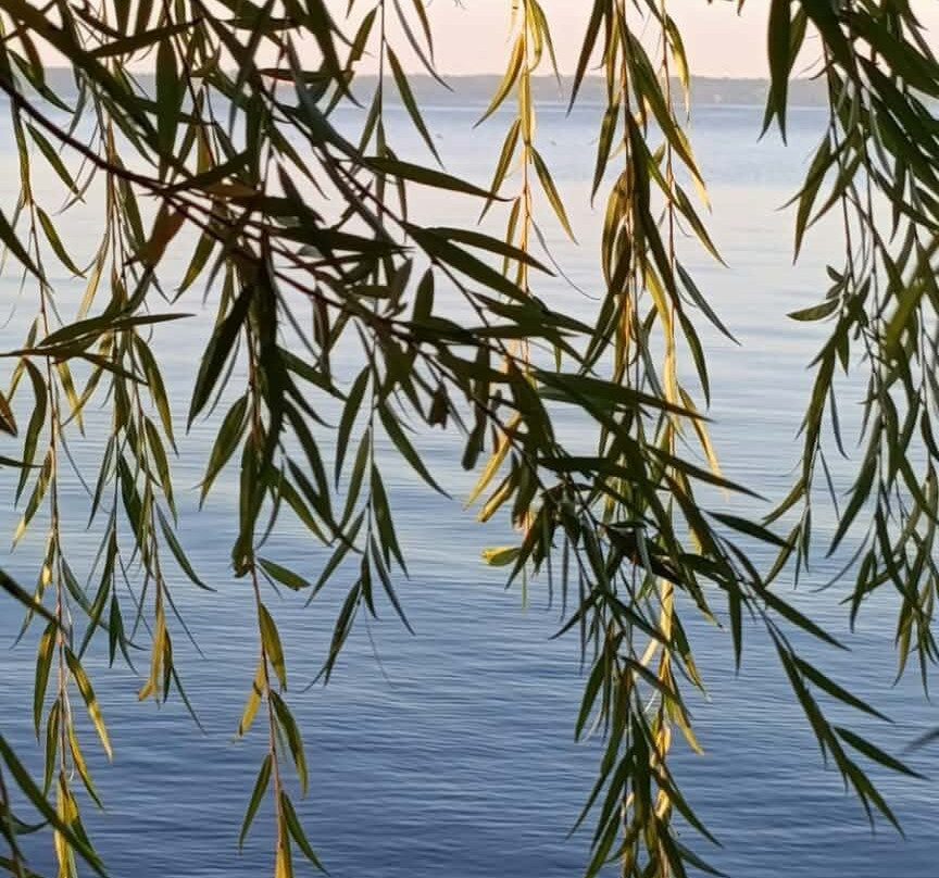 Spiaggia Dei Salici-博尔塞纳必去景点