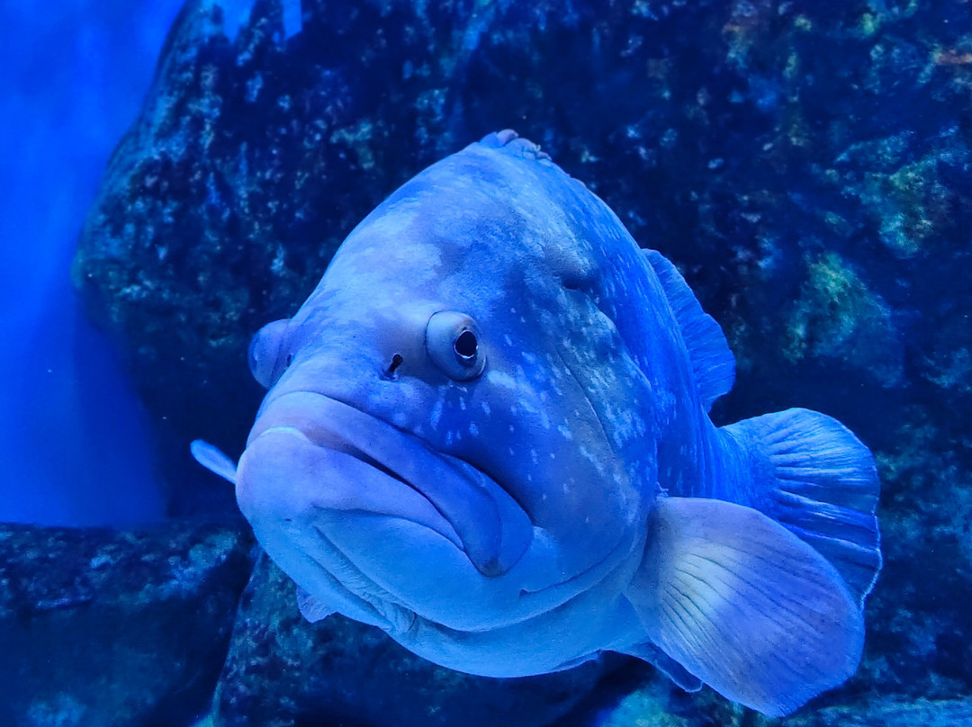 AquaRio-里约热内卢必去景点
