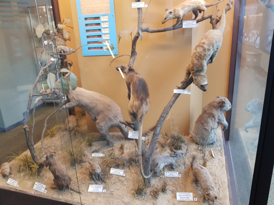 Muséum régional des Sciences naturelles