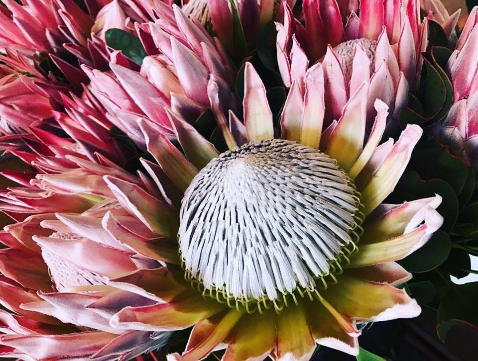 Yelverton Protea Farm景点图片