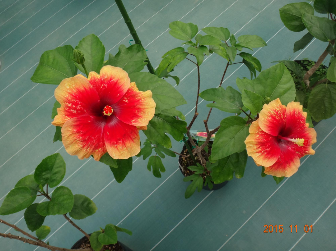 伊江村旅游景点-Iejima Hibiscus Garden