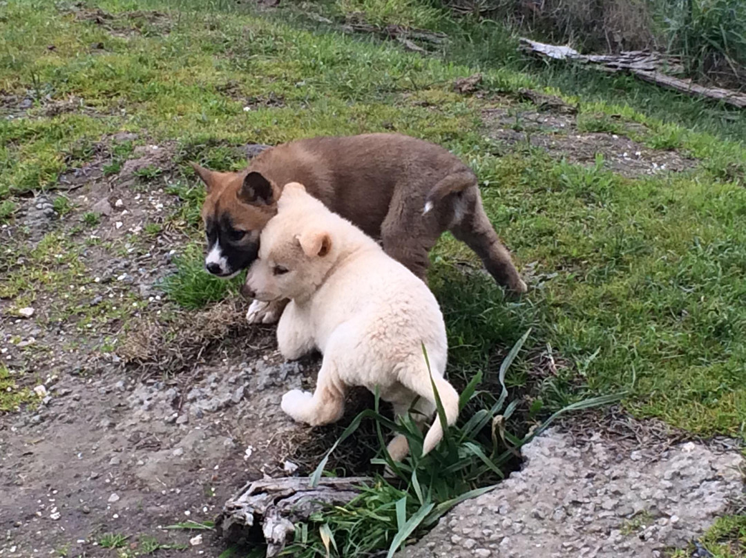 Toolern Vale旅游景点-Dingo Discovery Sanctuary and Research Centre