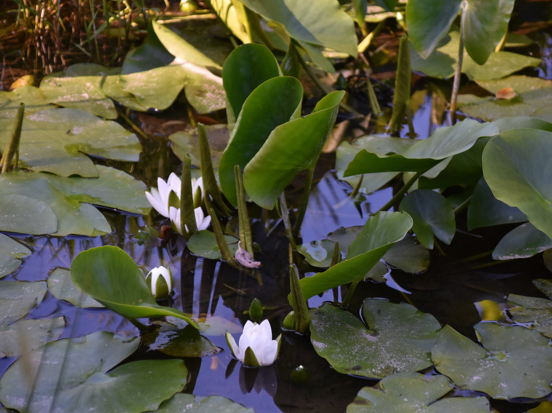 Giardino Botanico Montano di Pratorondanino-Campo Ligure必去景点