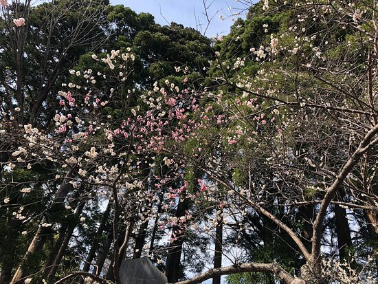 松前神社-松前町必去景点