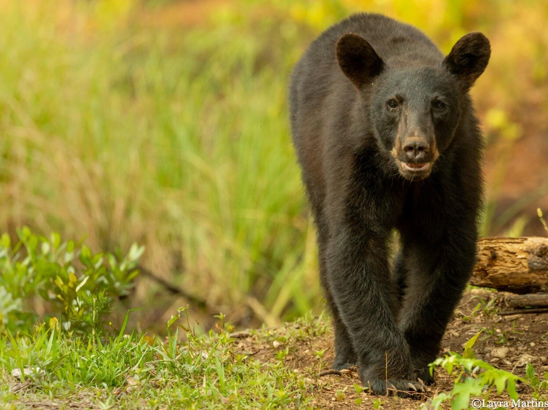Wildlife Carolina-Swanquarter必去景点
