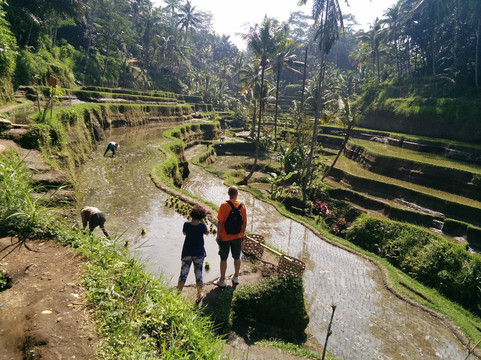 Ubud Bali Day Tour-乌布必去景点
