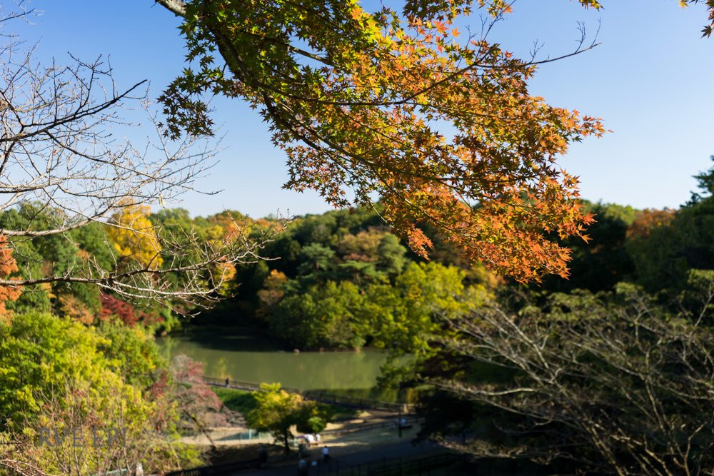 东村山市旅游攻略图片