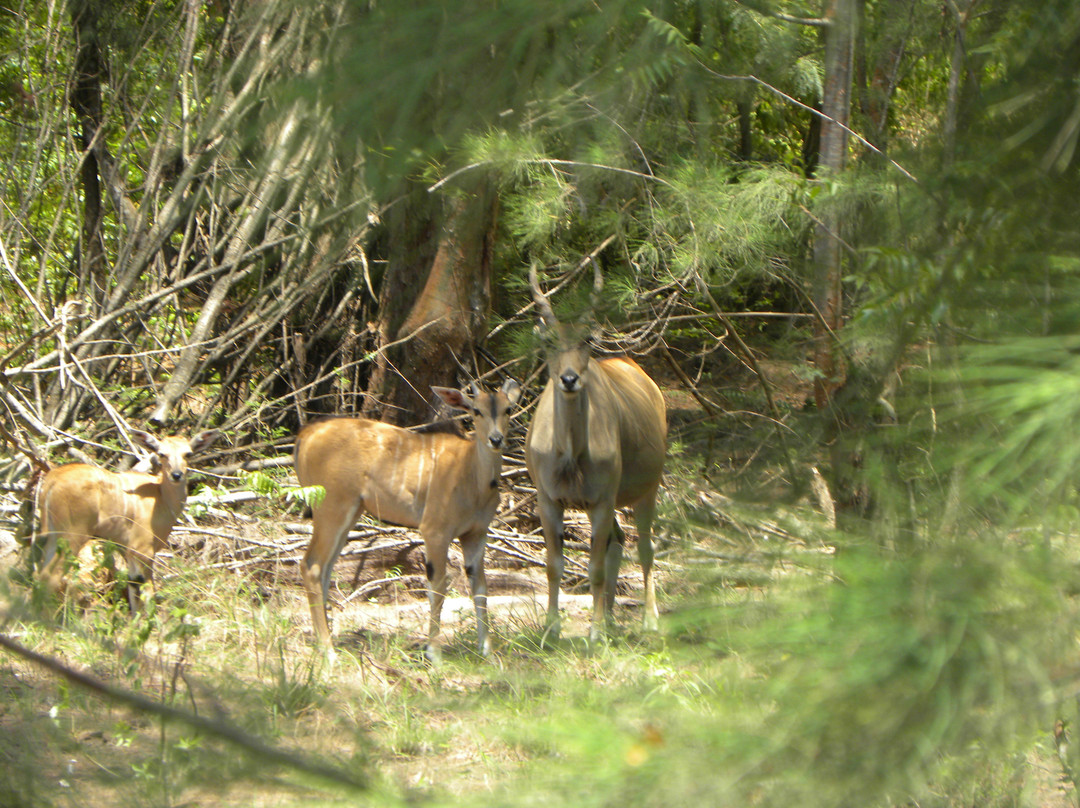 Bamburi Nature Trail景点图片