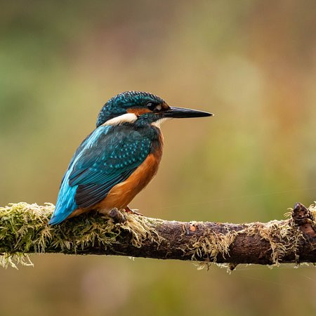 Nature Photography Hides-Wychbold必去景点