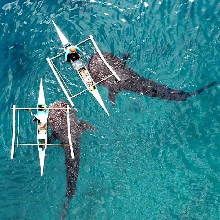 Oslob Whaleshark Watching景点图片