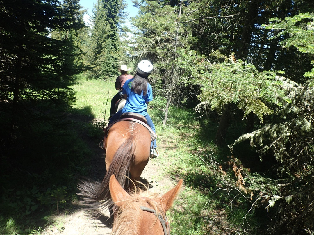 Creekside Trail Rides-西黄石镇必去景点