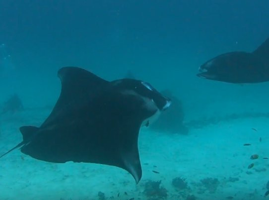 Kri Island旅游攻略图片