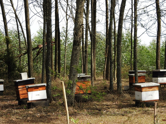 Ixopo旅游攻略图片