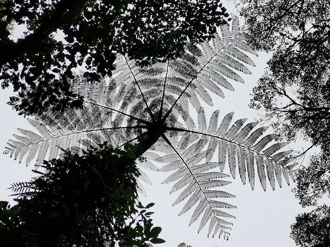 Monteverde Tour Guide Team景点图片