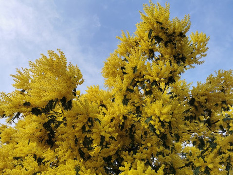 Mirador De Los Ranchos.-Galapagar必去景点
