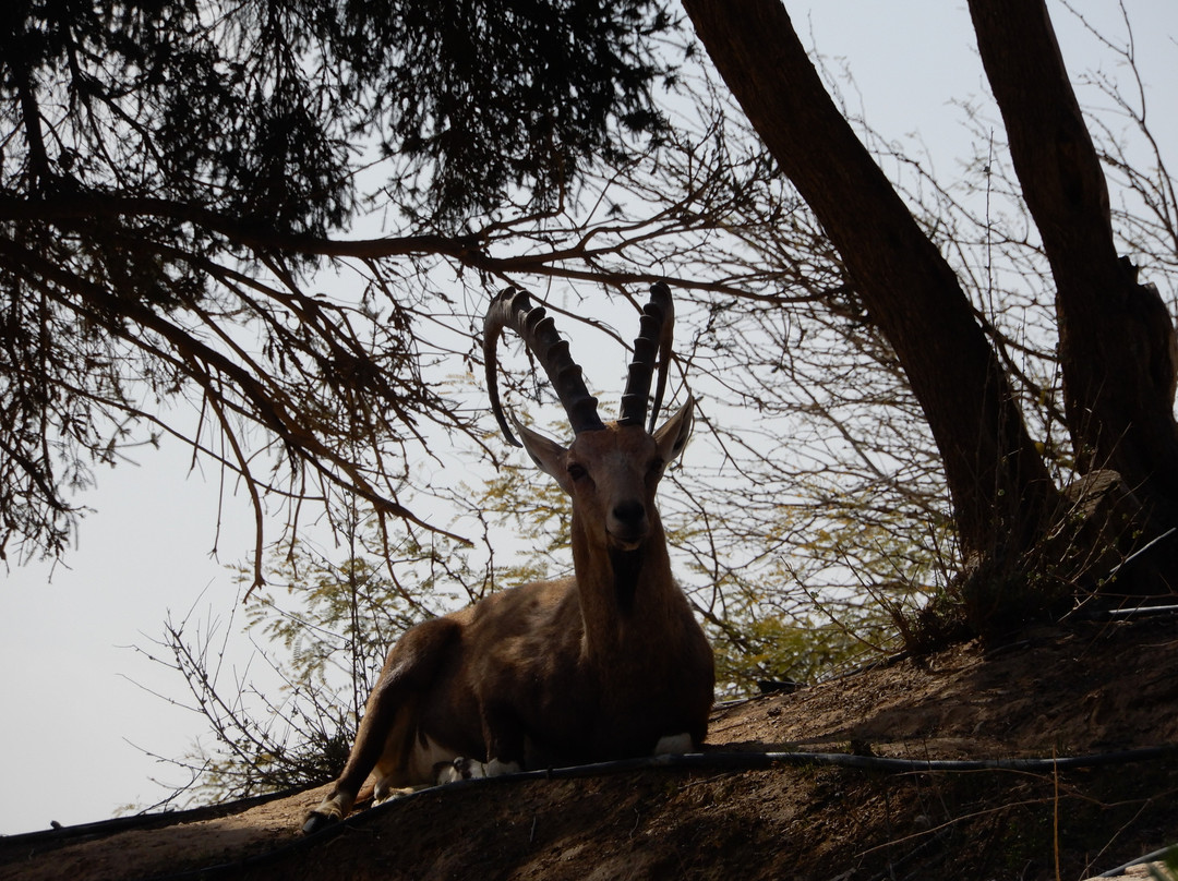 Ben Gurion Tomb-Sde Boker必去景点