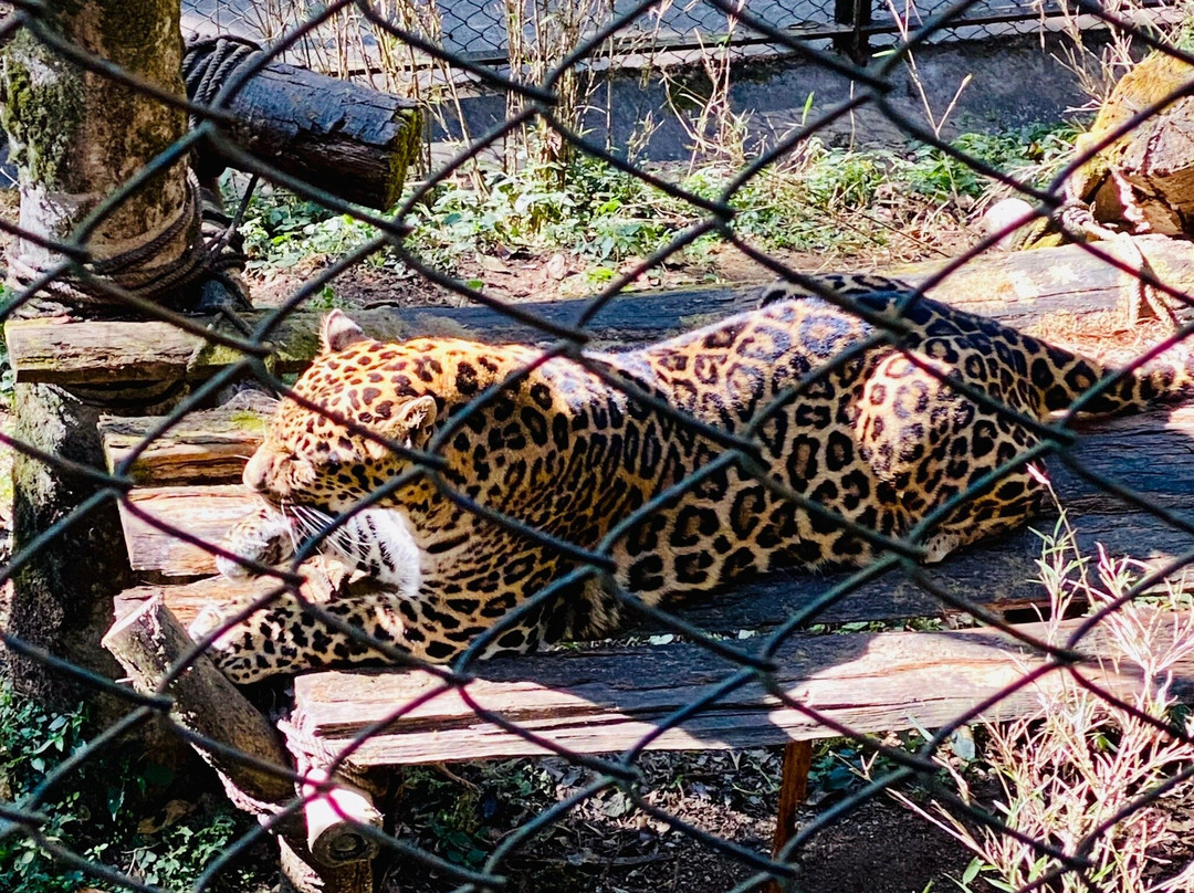 Padmaja Naidu Himalayan Zoological Park-大吉岭必去景点