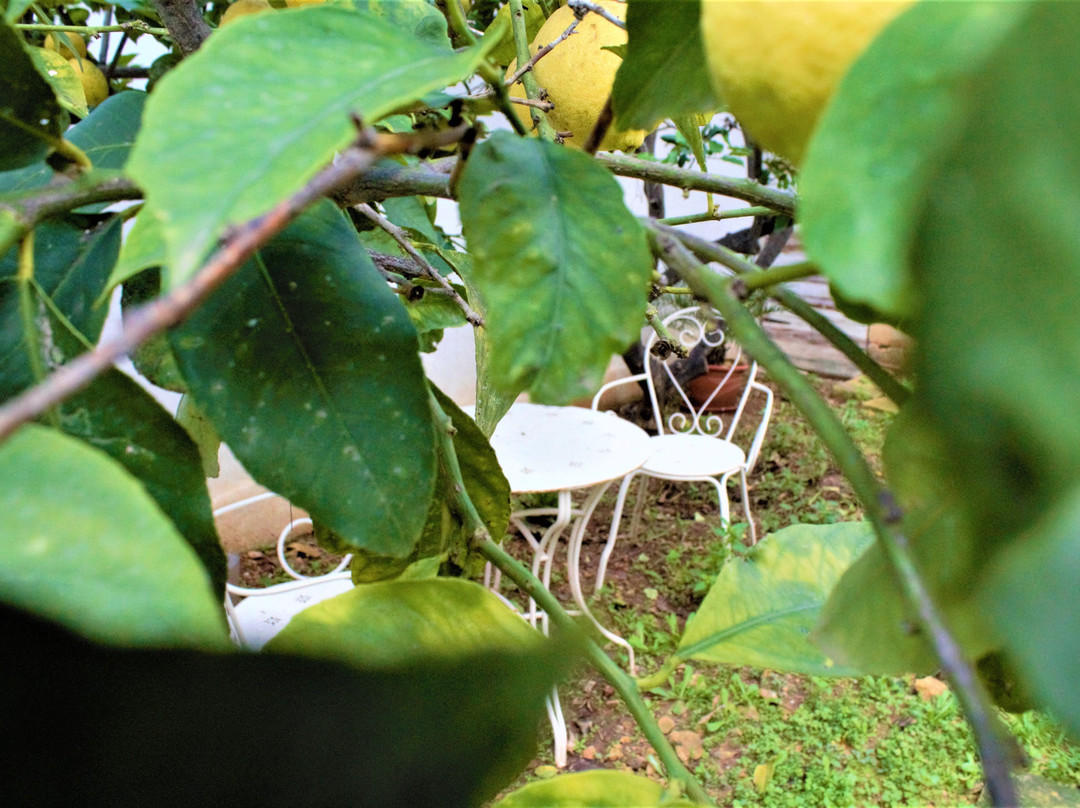 Lemon Tree Relais by CX Collection主图