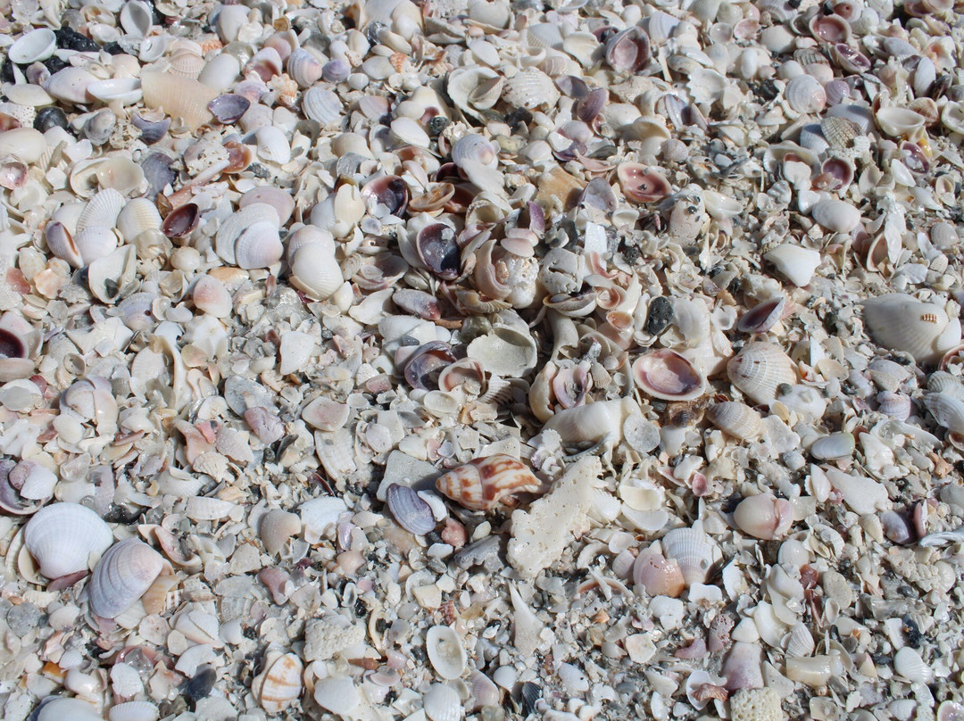 Carousel Inn on the Beach主图