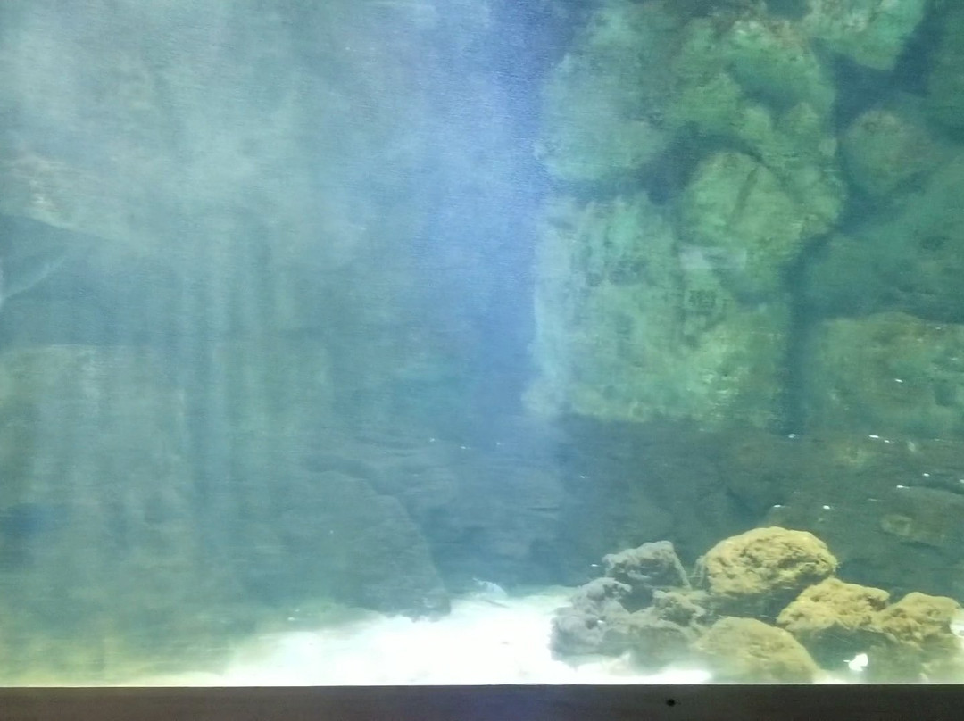 Deniz Dunyasi-安卡拉必去景点